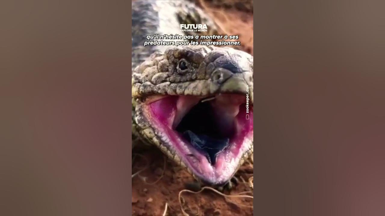 Le Scinque à langue bleue, un lézard à la langue ultraviolette ! YouTube