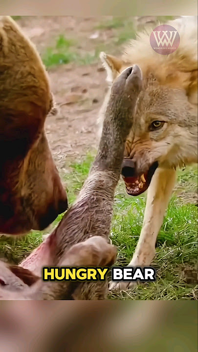 The ferocity of the wolf against the bear #shorts #animal #animals #wildlife #wildanimals