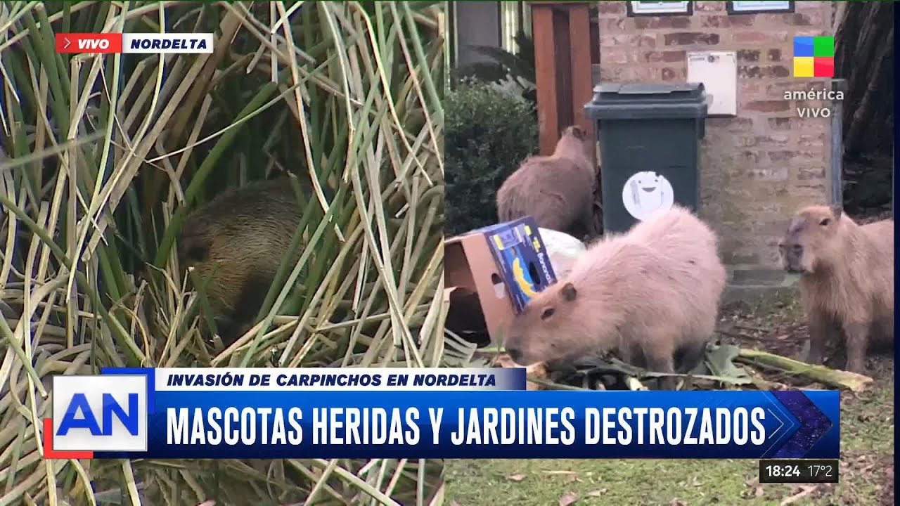 Кто такие капибары и почему они захватили поселок в Аргентине? Последствия уничтожения мест обитания животных. Фото.