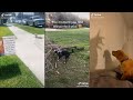 Dogs doing dog things part 11