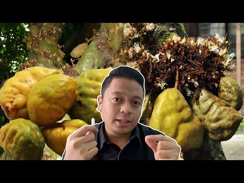 Video: Apakah bentuk batang pokok?