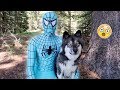 Blue Spiderman and Kakoa's Camping Adventure!