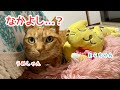 うめしゃんのお友達を紹介します🐈