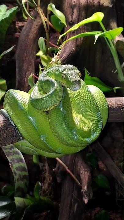 Morelia Viridis/Green Tree Python Sorong #chondro #python #snake # ...