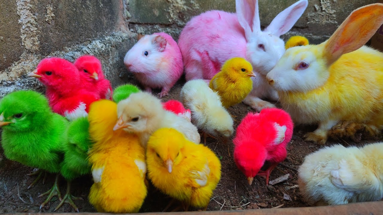 Menangkap Anak Ayam Lucu Anak Ayam Warna Warni Kelinci Lincah Marmut