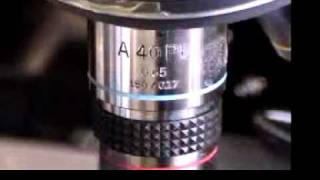 Oil Immersion Technique