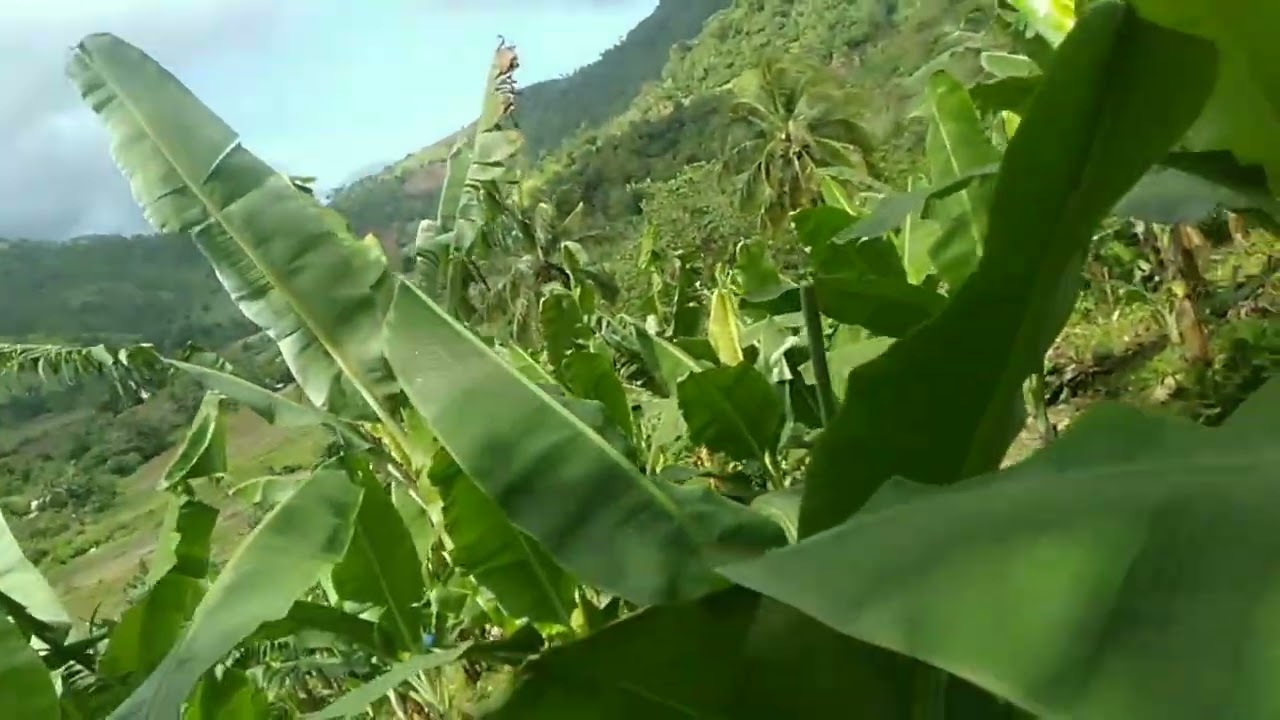 dating 20 na Puno lang ng saging ganito na ka Rami Ngayon paano?#farminglifestyle