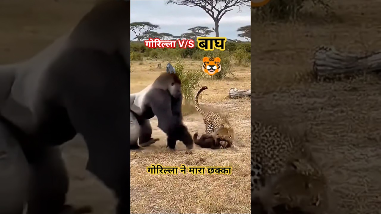 Gorilla hits six As tiger.#cricket#animals#animalfight#tiger#gorilla#shorts#trending#viral#fight#10k