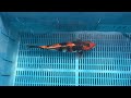4-17-24 - 14-16" Kin Showa Koi