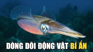 Động Vật Chân Đầu | Khám Phá Thế Giới Động Vật Hoang Dã