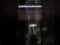 Mad scientists hobby is growing mushrooms mushroom kinocorium art