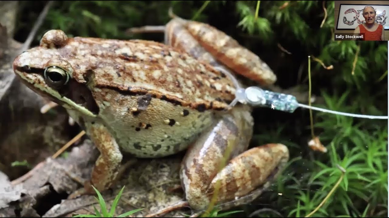 Vernal Pools: Ecology and Conservation