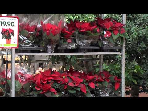 Video: Praznična nega rastlin: božična zvezda, božični kaktus, ciklama & Več