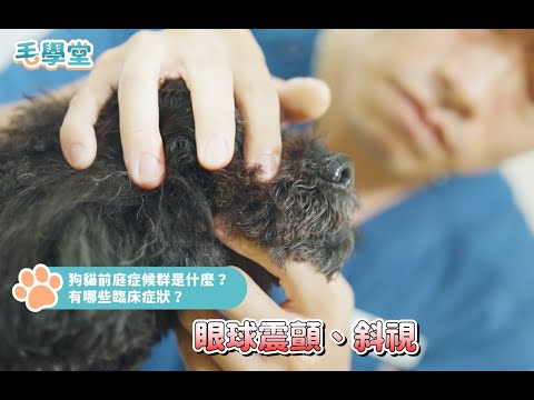 貓狗一直流口水、走路歪斜是得什麼病？獸醫解答「前庭症候群」讓毛孩平衡失靈 #毛學堂 #綠洲動物醫院 #何之遠