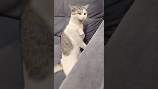 This Cat Is A Worldstar #shorts