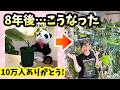 10万人ありがとう！８年前のウンベラータ、今、こうなった #観葉植物 #houseplants 