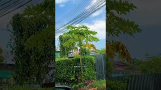 Шок-контент: как на самом деле растет папайя