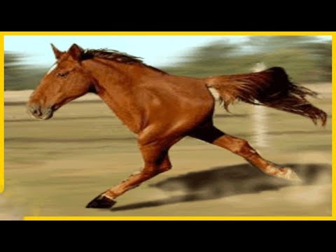 Bin Yılda Bir Doğan 10 İnanılmaz At
