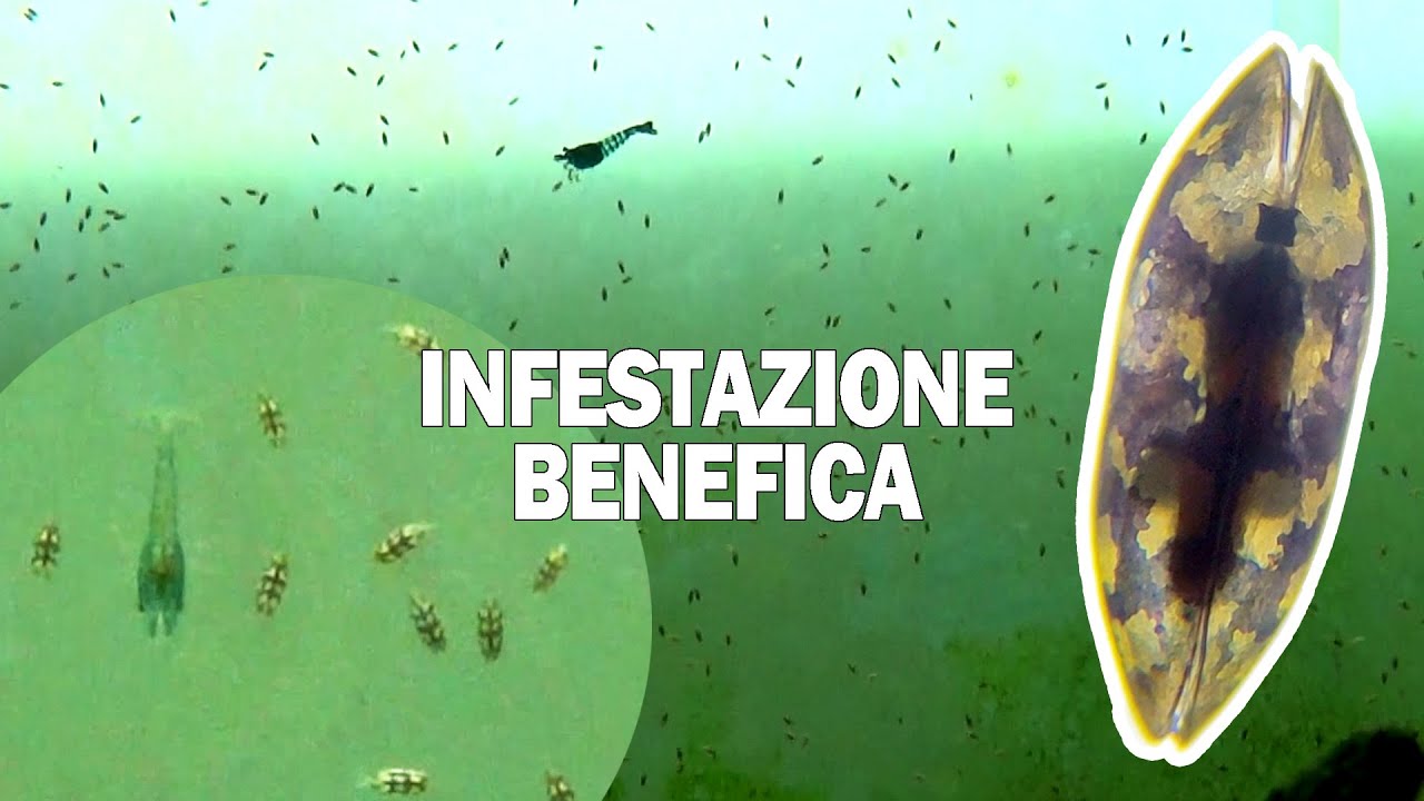 La più gradita INFESTAZIONE in ACQUARIO - YouTube