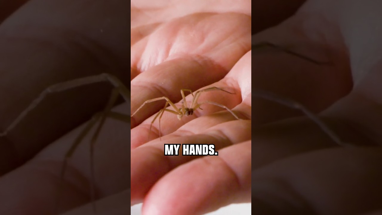FREE-HANDLING a Brown Recluse!
