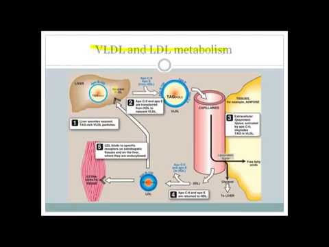 Video: Ihållande Dyslipidemi Vid Behandling Av Lysosomal Syralipasbrist