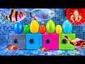 Oeufs surprise colors homard hamster serpent koi cichlid poisson papillon poisson rouge