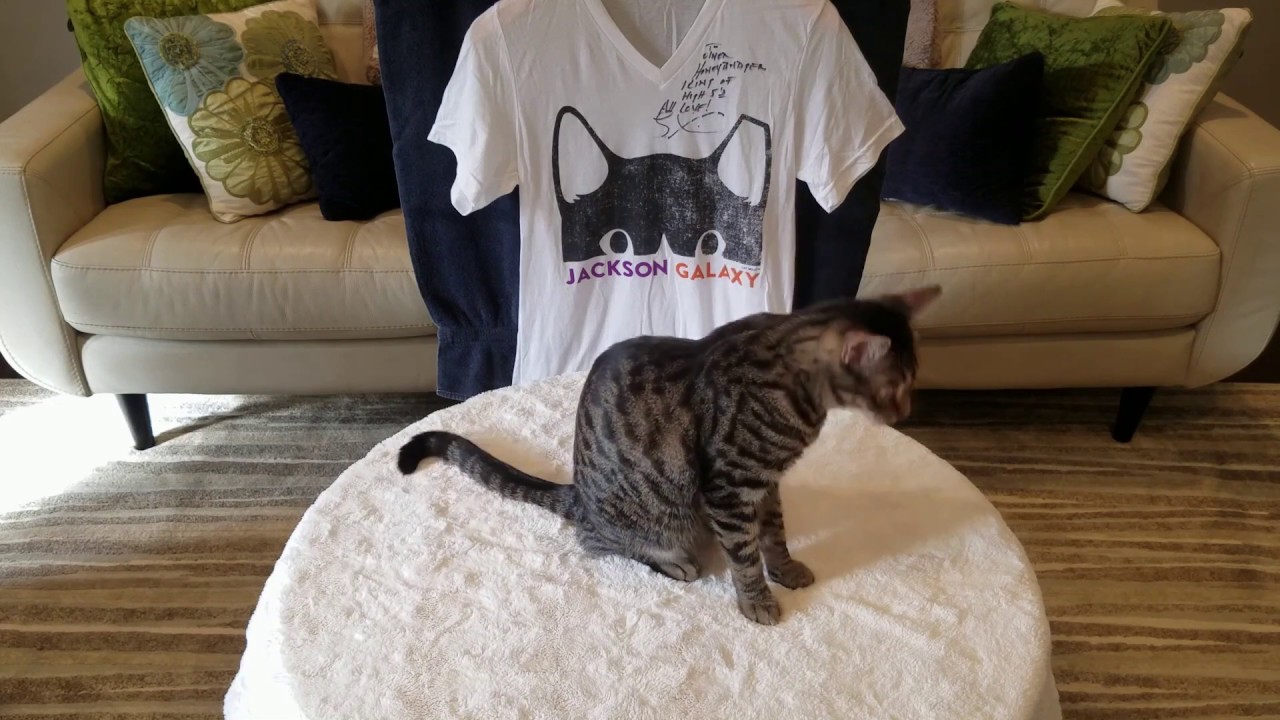 Oliver Honey Badger Does Tricks with His Jackson Galaxy T-shirt
