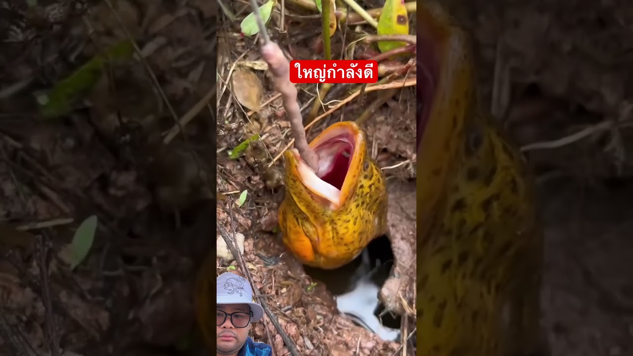 ตกปลาไหล 