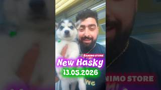 Hasky direction Sfax 🚚#trending #shorts #video #shortsvideo #haskypuppy #tunisia #animals