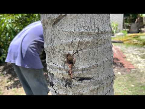 Video: Adakah pancang memanjat pokok merosakkan pokok?