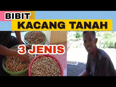 Video: Perbedaan Antara Benih Dan Kacang