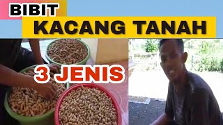 3 Jenis Kacang Tanah Untuk Bibit