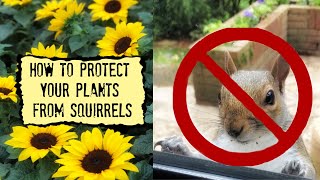 How To Protect Your Plants From Squirrels 🛑 🐿