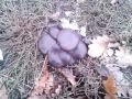 Декабрские грибы