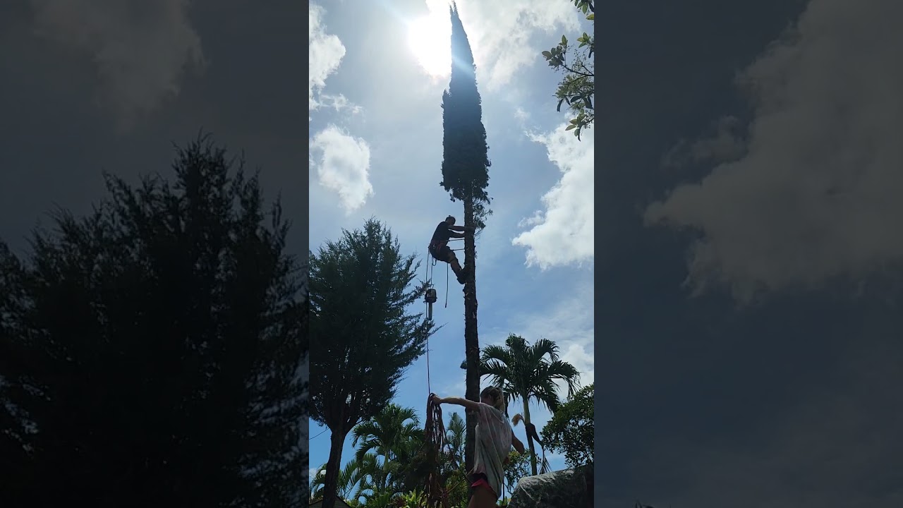 Oahu Tree Trimmers