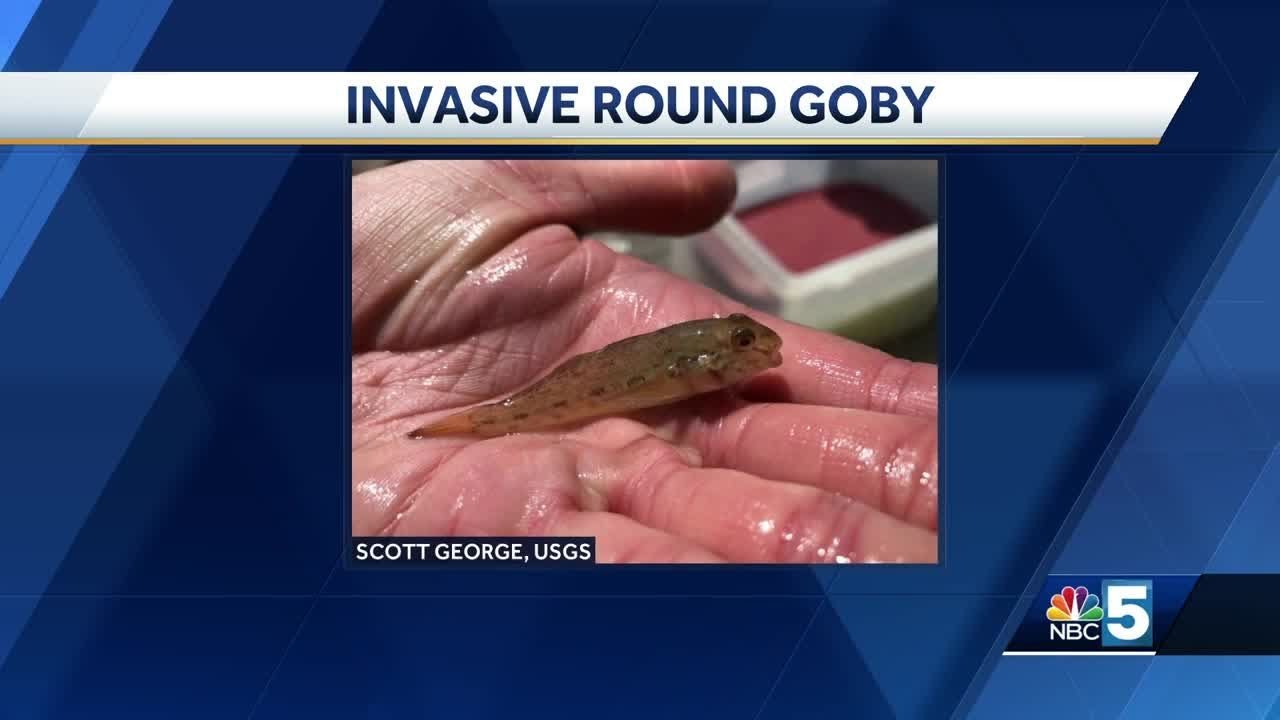 Round Goby Problem Biologists urge residents to look out for invasive Round Goby - YouTube