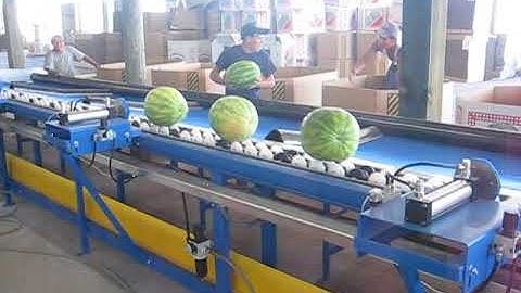 Watermelon Sorter Conveyor Video 1