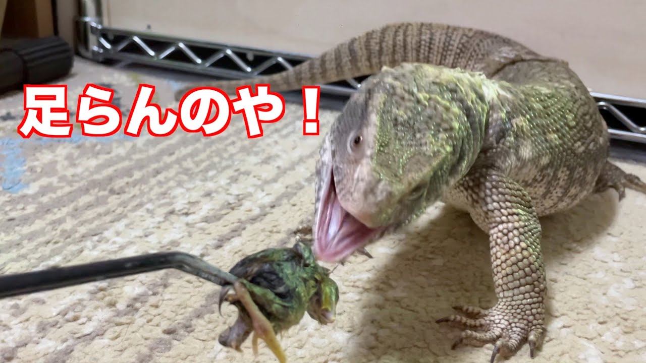 食べ放題】サバンナモニターにひなうずらを与えたら足りなかったらしい