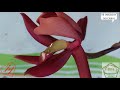 Mormodes, como fecundar ou polinizar esta espécie!