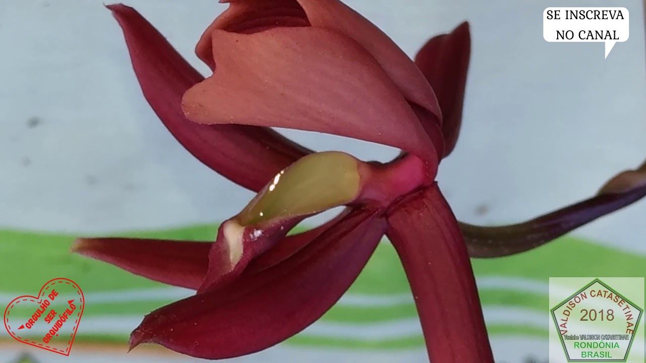 Mormodes, como fecundar ou polinizar esta espécie!