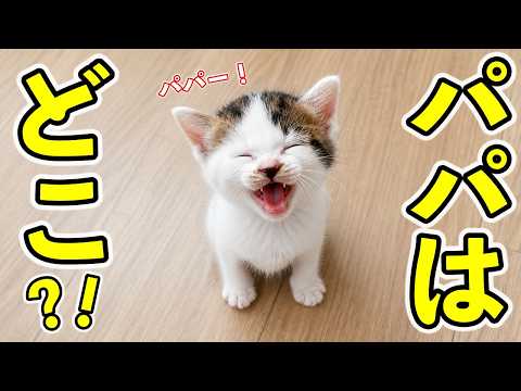 ミルク待ちする寂しがり屋な子猫を隠し撮りしたら…