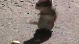 Friendly resident chipmunk! Adorable!!!
