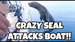 MONSTER Rockfish LIMITS at the FARALLON ISLANDS!! [What's up with this seal?!]