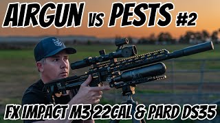 FX Impact M3 Pest Control || .22 Calibre AirGun Hunting || Pigeon and Indian Myna Bird Shooting by EDGE of the OUTBACK 66,110 views 7 months ago 8 minutes, 9 seconds