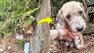 At the bottom of the cliff, the mama dog begged to save her newborn puppies by Animal Shelter 87,921 views 7 days ago 8 minutes, 37 seconds