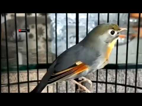 pancingan burung jantan // robin betina gacor // masteran burung !!!