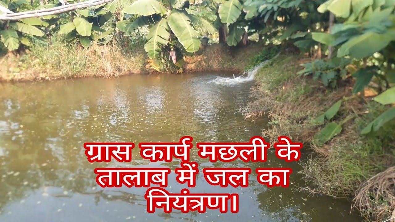 ग्रास कार्प मछली के तालाब के पानी को कैसे साफ रखें?How to clean water in Grass carp pond?