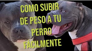 COMO SUBIR DE PESO  a tu american bully ???