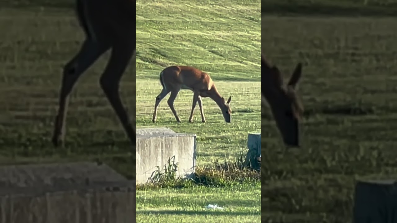 Ver 2 GIANT Deer DESTROY grass no YouTube Ver 2 GIANT Deer DESTROY grass no YouTube