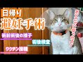 【密着1週間】避妊手術前日から術後検査までの愛猫の様子を観察しました！【元保護猫】